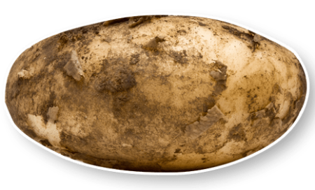 Allied Potatoes California Early Seed Potatoes