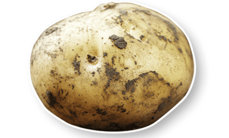 Allied White Seed Potato